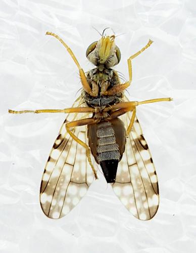 Réf. 354 007 : Dioxyna bidentis